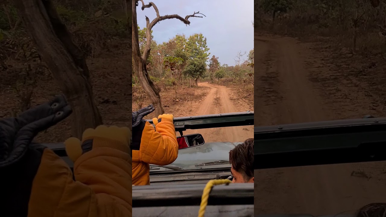 Jungle Safari at Ramnagar....A place to be explored....