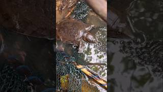 Fun Time Foraging For Snails And Finding A Baby Softshell Turtle Left By Its Mother