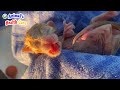 The Lucky Crying of 2 baby newborn kittens - They got chance to survive!