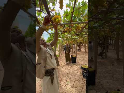 اهازيج واغاني ترافق المزارعين وقت حصاد العنب في بني حشيش اليمن 2025