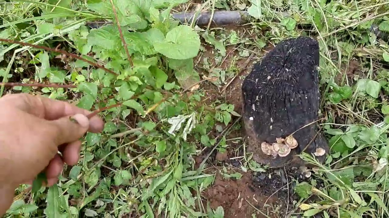 Зелен тор,мулчиране и интересни неща в градината