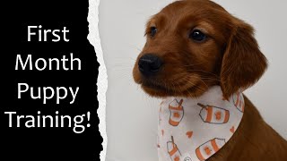 Training our new golden retriever puppy. The first 4 weeks home. by Robin & Willow Delicious Living 175 views 3 months ago 20 minutes