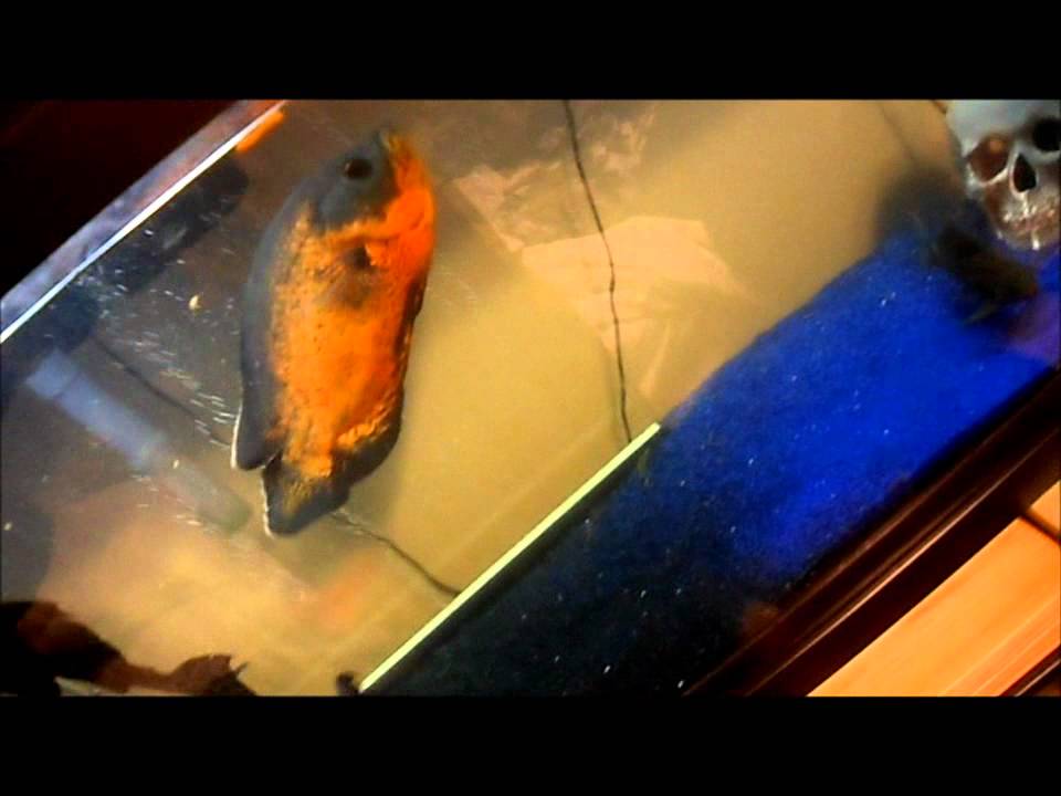 [HD] UPDATED!!!! 55g Fish Tank - YouTube