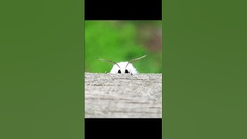 This video will CURE your FEAR of BUGS 🐛