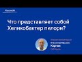 Что представляет собой Хеликобактер пилори?