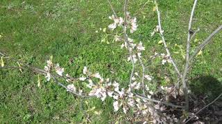 Cercis canadensis 'Pauline Lily' zmarlika kanadská