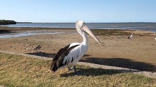 Pelicans in Slow Motion on the Gopro Hero 10 Black 4K 120FPS