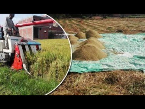 فيديو: هل يمكنك زراعة الأرز في دفيئة؟