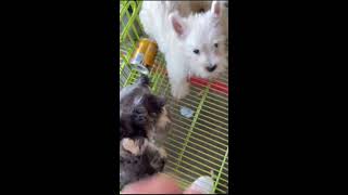 Live Puppy Market Cam 🐶 Real-Time Dog Viewing