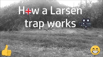 How a Larsen trap works
