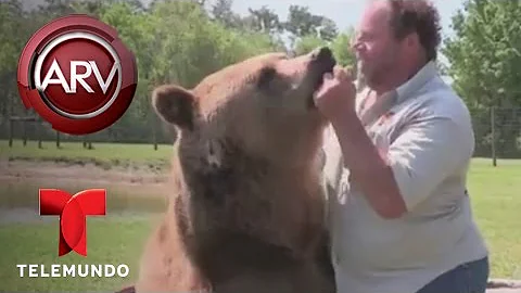 ¿Se puede domesticar a un oso?