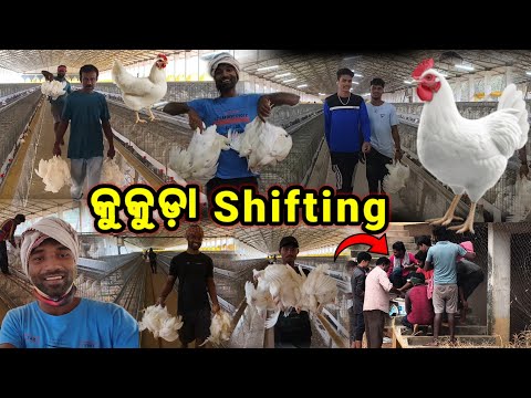 କୁକୁଡ଼ା Shifting 🐤🐔 || Hen factory || Eggs Company vlogs || Lakshmipuram hen company