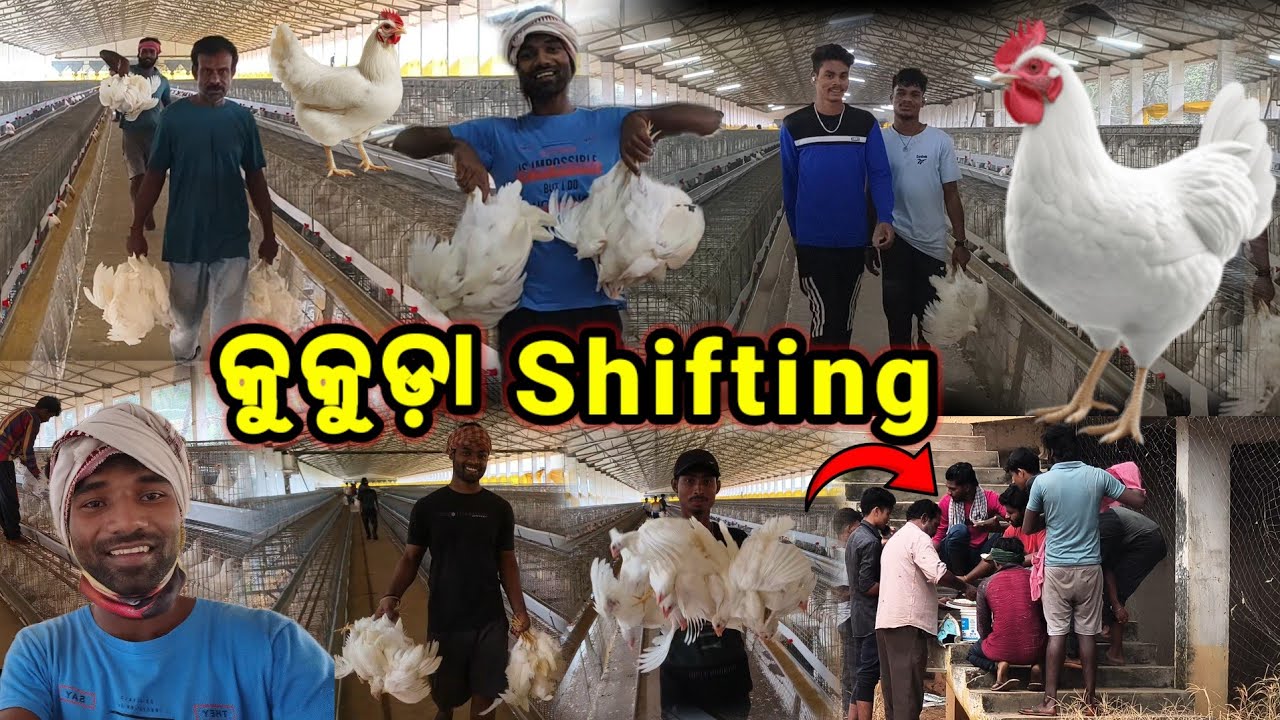 କୁକୁଡ଼ା Shifting 🐤🐔 || Hen factory || Eggs Company vlogs || Lakshmipuram hen company 