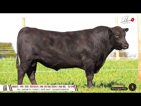 Lote 18 TAT TE24254 - Dia 14/08 Leilão Cab. Soldera - Cadastos Parceria Leilões - Trans. TV El Campo