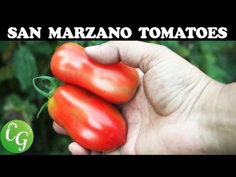 ვიდეო: San Marzano Tomato Care – Grow San Marzano Sauce Tomato Plants