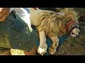 INGROWN Claws | The Lion Whisperer