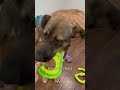 Dad Adopted A Dog For His Son Youtubeshorts Animals Dog Rescue Story Love