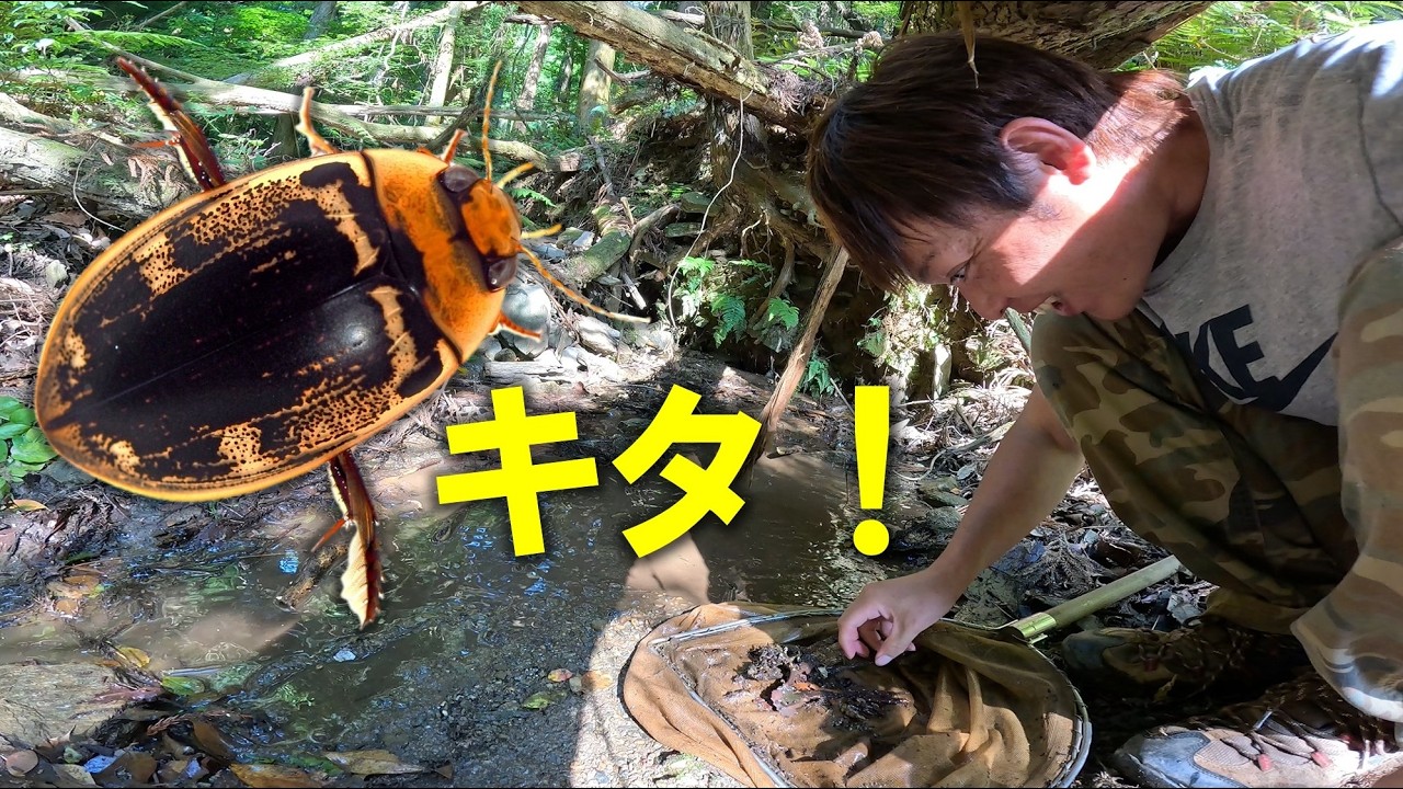 本州のオオイチモンジシマゲンゴロウの生息地を当てる - YouTube
