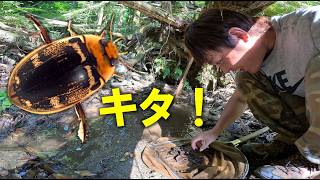 本州でオオイチモンジシマゲンゴロウの生息地を当てる - YouTube