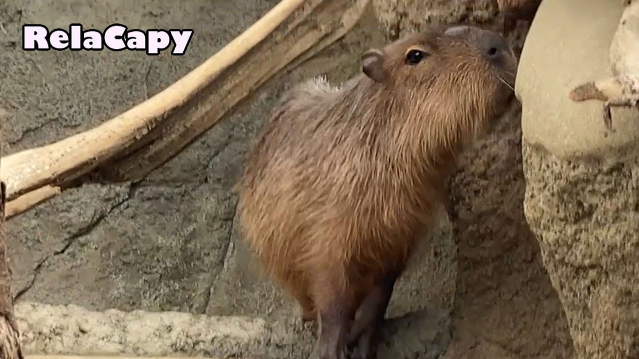 Cuánto cuesta un capibara