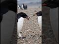 காதலை கல்லால சொல்லும் பறவை 🐧 | Penguin Love Fact