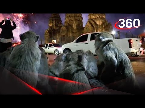 Восстание обезьян в Таиланде - массовый побег из храма 