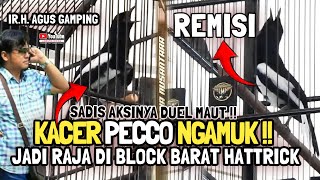 TAMPIL KESETANAN 😱 KACER PECCO KALAHKAN BURUNG KACER PAPAN ATAS || HATTRICK || IR.H.AGUS GAMPING