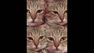 Clunie, Fun Cat Of Dreams