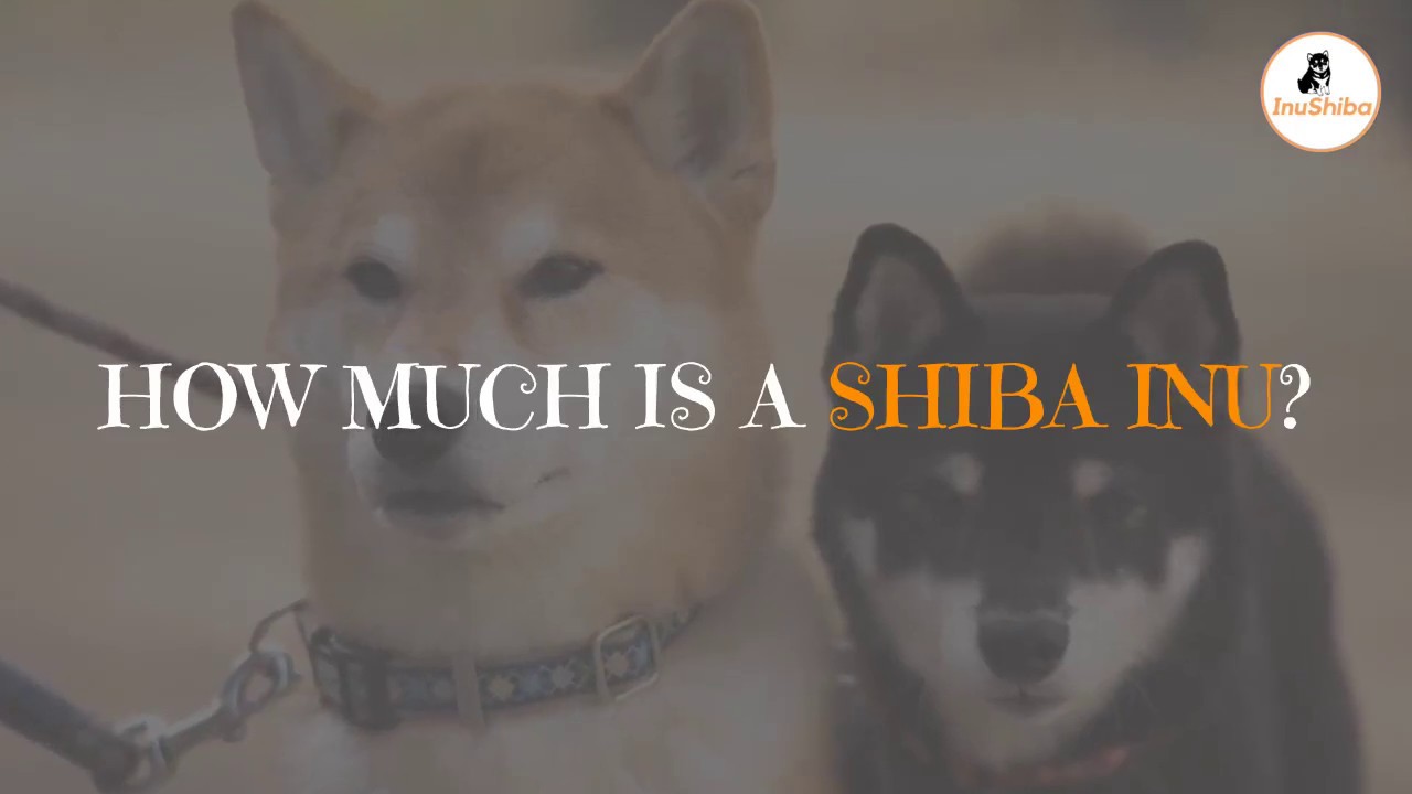 Shiba Inu Guide Archives Inushiba