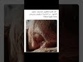 كبار السن امي علم نفس تنمية بشرية Shortvideo Tiktok قرآن دعاء حب موسيقى 