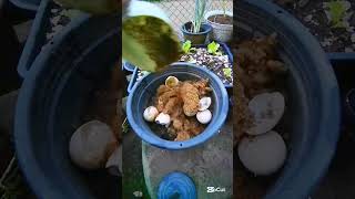 how i grow Lettuce​ #gardening #plantitasandplantitos #farming101 #satisfying #lettue​ #coriander