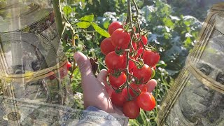 Garden CHEAP & SAVE Money | Almost FREE
