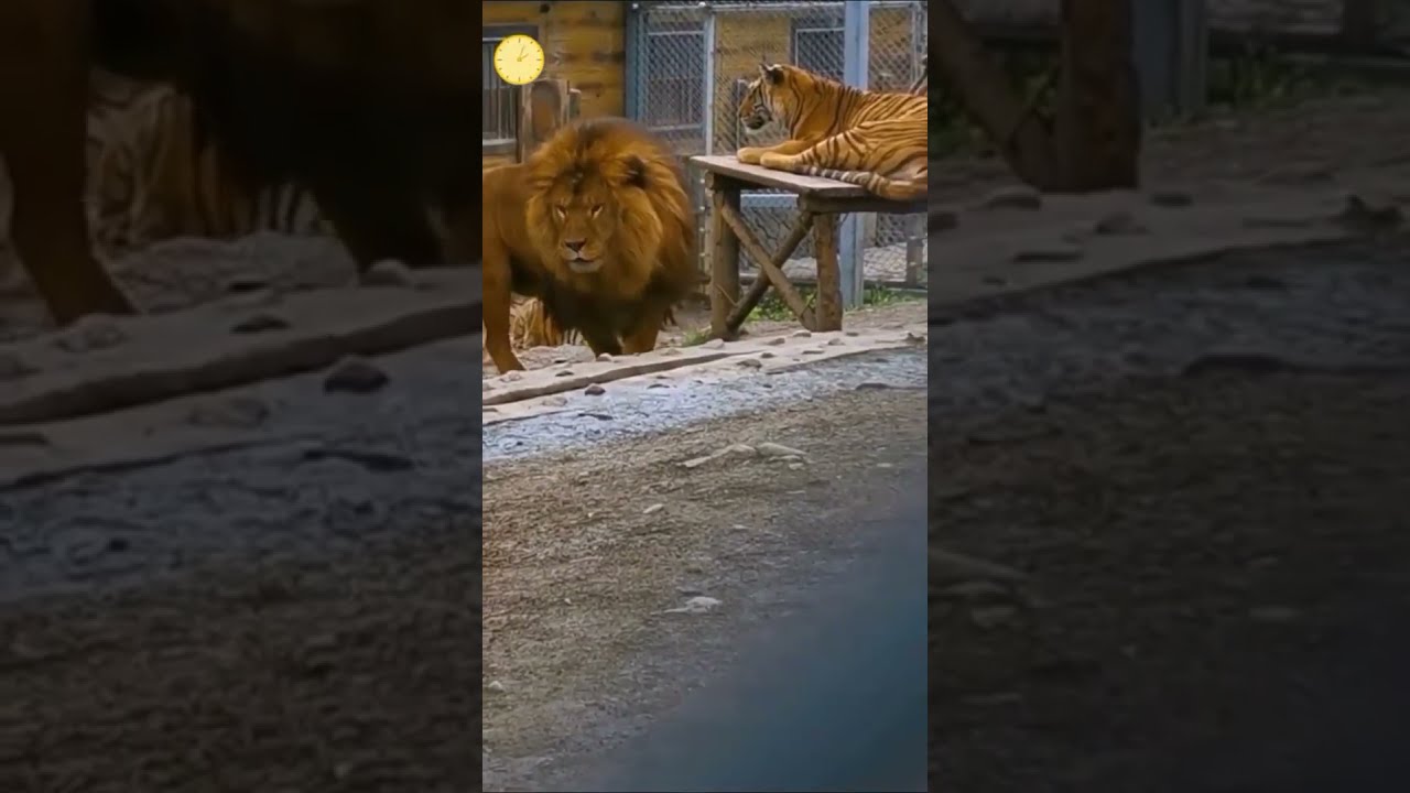 Huge Barbary Lion Shorts