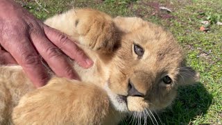 Lion Cub - The Cutest Video You Will Ever See