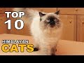TOP 10 HIMALAYAN CATS BREEDS の動画、YouTube動画。