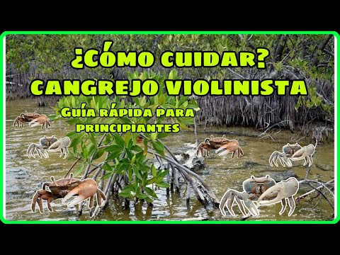 Cómo cuidar un cangrejo violinista, guía rápida -Bioacuatixz