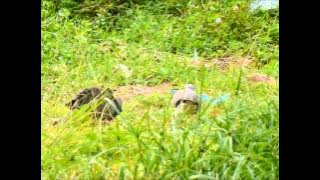 Terkukur Sg.Ara@Pusing. 30thAug.2015