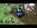 Refilling our Bass Pond Expansion - Stocking the pond with Creek Chub