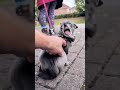 Unfriendly Dogs 😂😻  #petlife #funny #adorably
