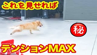まさかのモノにテンションMAXのレトリバー！