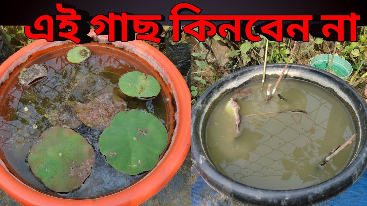 Lotus Plant Winter Seson Care || Grow Lotus In Small Pot || Water Lili Plant WinterCare || 