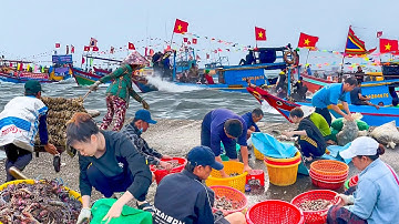 Mùa Bắt Ba Khía Kiếm Tiền Triệu Ở Cần Giờ Sài Gòn║Dầm Mưa Nghinh Ông Ngày Gió