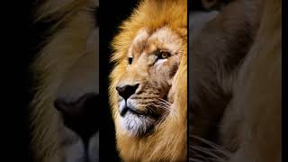 Majestic Lion Animated Majestic Lion Animated