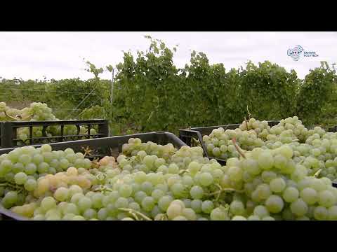 Video: Winemaker Kuralları