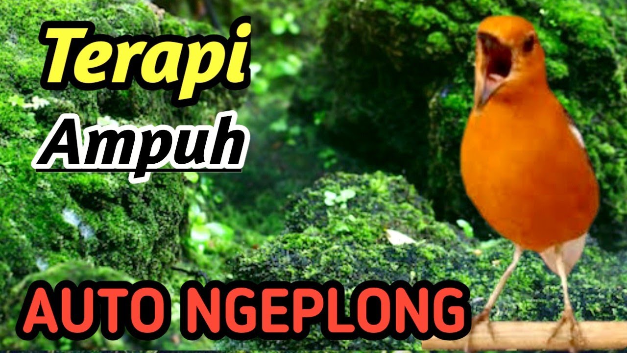 Anis Merah Juara Masteran Natural River Mix – Easy Gacor, Strong Mental & High Performance