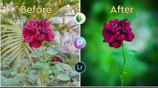 Mobile Photography - Rose | Photo Editing | Lightroom Photo Editing | PicsArt Photo Editing screenshot 4