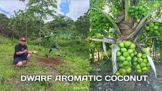 Farm Update: How to Plant Dwarf Aromatic Coconut Nam Hom