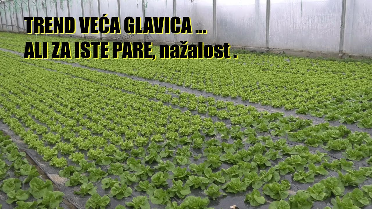 Da li je ovo  TREND -VEĆE GLAVICE SALATE  - visoki plastenik posle 10 godina upotrebe - MLADI ...