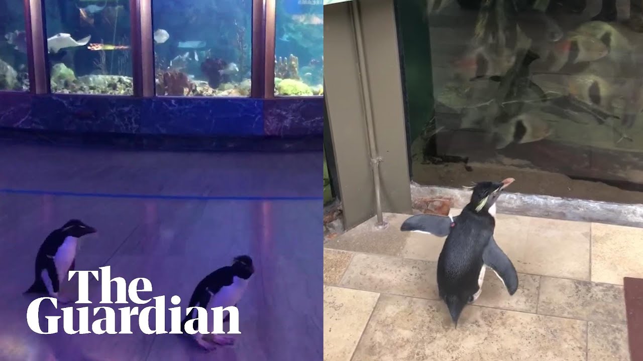 Video Of Wellington The Penguin Exploring Empty Aquarium Is A Jolt