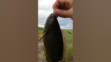 Câu cá rô đồng, dính rô mề p45 #shorts